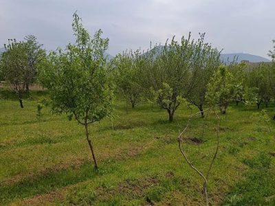 باغ 361 متری در خراجو آذرشهر دومین قطعه از آسفالت 10 باغ 361 متری در خراجو آذرشهر