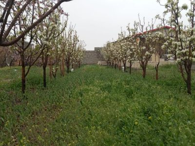 باغ ویلایی 750 متری دو نبش در کوچه ابان وایقان
