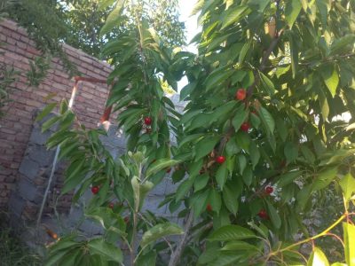 باغ ویلای 1000 متری ایوند خوش آب و هوا با انواع درختان 7 باغ ویلای 1000 متری ایوند خوش آب و هوا و با پارکینگ