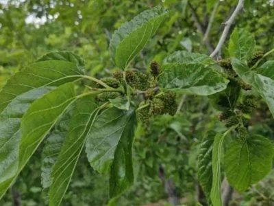 باغ 500 متری دارای برق اختصاصی در سردرود 10 باغ 500 متری دارای برق اختصاصی در سردرود