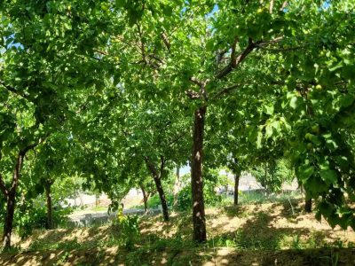 باغ 917 متری سند تک برگ در اسکو 3 باغ 917 متری سند تک برگ در اسکو