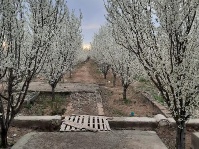 1500 متر باغ ویلا دارای آب کشاورزی در ایلخچی