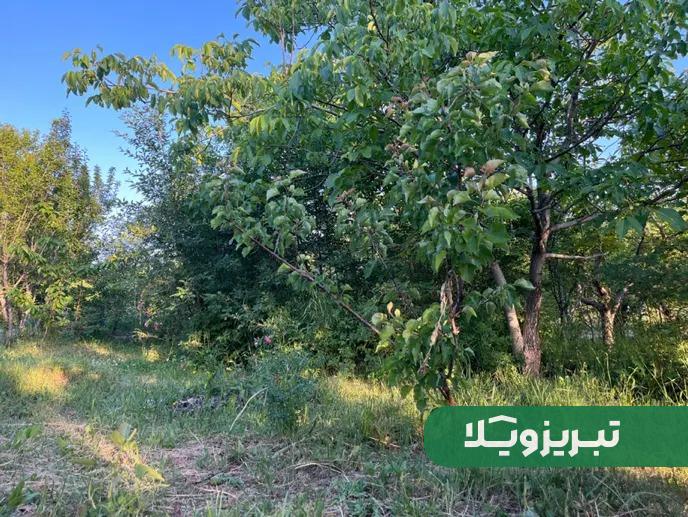 باغ قدیمی با درختان بارده در یام به متراژ 1100 متر 1 باغ قدیمی با درختان بارده در یام به متراژ 1100 متر