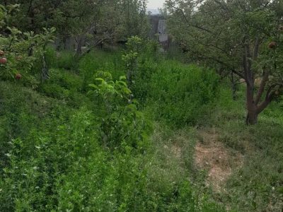 600 متر باغ دارای 30 اصله درخت بارده در اهر 2 600 متر باغ دارای 30 اصله درخت بارده در اهر