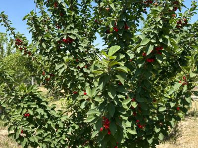 باغ 2000 متری با درختان پسته در یال 4 باغ 2000 متری با درختان پسته در یال