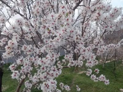باغ ویلایی 400 متری دارای آب و برق در اسفنجان 2 باغ ویلایی 400 متری دارای آب و برق در اسفنجان