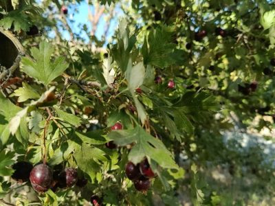 350 متر باغ دارای انشعابات در اسکو