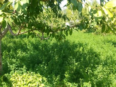 1000 متر باغ ویلایی سند تک برگ در باسمنج