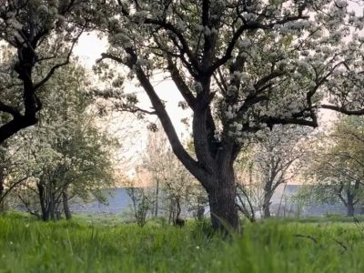 باغ ویلا 4000 متری سند تک برگ در مراغه 2 باغ ویلا 4000 متری سند تک برگ در مراغه
