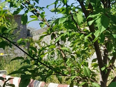 550 متر باغ ویلا دارای درختان بارده در دیزج امیرمدار