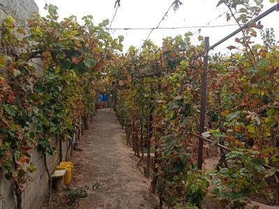 باغ‌ویلای سنتی 800 متری با انواع درختان میوه در سردرود
