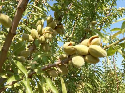 باغ با درختان بارده در یال ایلخچی به متراژ 1000 متر 2 باغ با درختان بارده در یال به متراژ 1000 متر